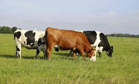 Halil Usta Kurbancılık